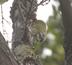 Chlorodrepanis stejnegeri