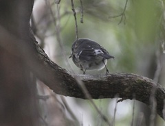 Chasiempis sclateri