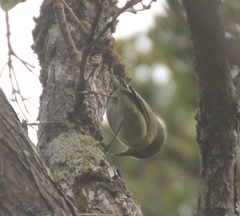 Chlorodrepanis stejnegeri