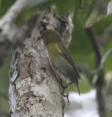Chlorodrepanis stejnegeri
