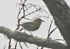 Chlorodrepanis stejnegeri