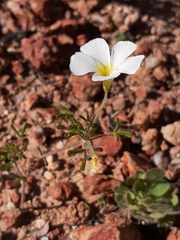 Oxalis clavifolia