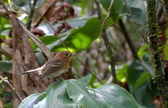 Chasiempis sclateri
