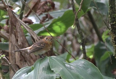 Chasiempis sclateri