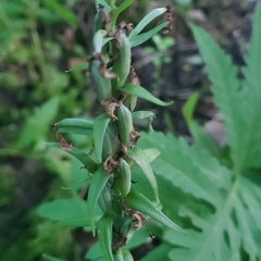 Platanthera grandiflora