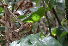 Chasiempis sclateri