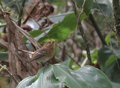 Chasiempis sclateri