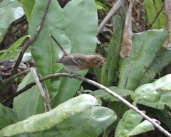 Chasiempis sclateri