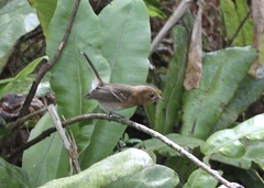 Chasiempis sclateri
