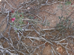 Indigofera meyeriana