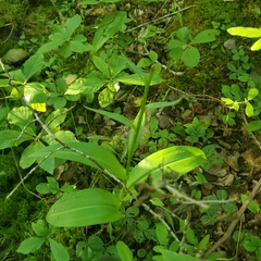 Platanthera grandiflora