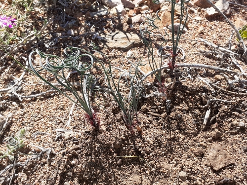 Image of Gethyllis verticillata by (c) Brian du Preez, some rights reserved (CC BY-SA)