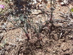 Gethyllis verticillata