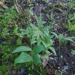 Platanthera grandiflora