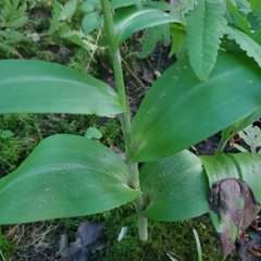 Platanthera grandiflora