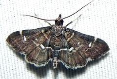 Diathrausta harlequinalis