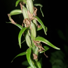 Platanthera grandiflora