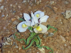 Moraea falcifolia