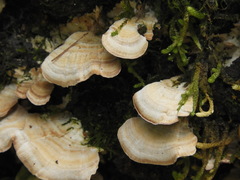 Flabellophora