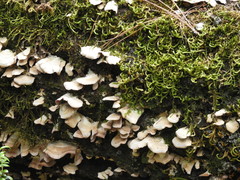 Flabellophora