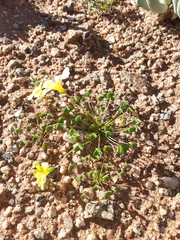 Oxalis copiosa