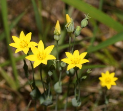 Blackstonia perfoliata