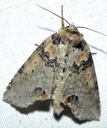 Tufted Thyatirine Moth
