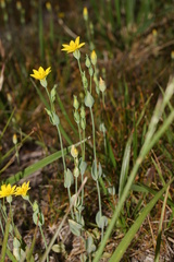 Blackstonia perfoliata