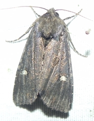 Helotropha reniformis