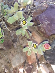 Odontophorus marlothii