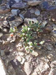 Odontophorus marlothii