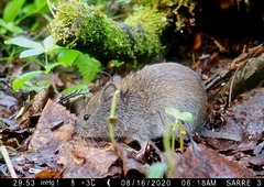 Craseomys rufocanus