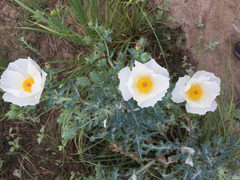 Argemone polyanthemos