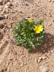 Oxalis copiosa