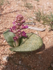 Lachenalia carnosa