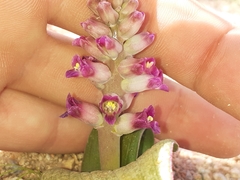 Lachenalia carnosa