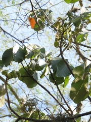 Pseudobombax ellipticum