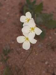 Heliophila variabilis