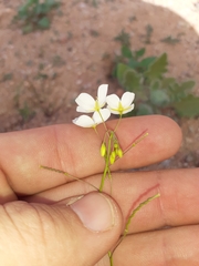 Heliophila variabilis