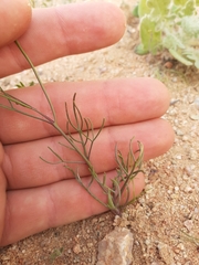 Heliophila variabilis