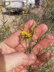 Calobota halenbergensis