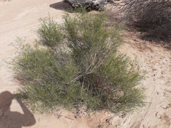 Calobota halenbergensis