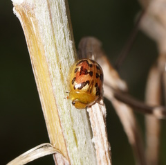 Paropsisterna obliterata
