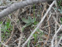 Echeveria walpoleana