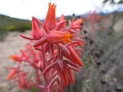 Echeveria walpoleana