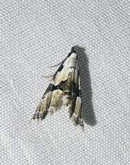 Nigetia formosalis