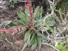 Echeveria walpoleana