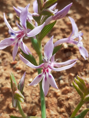 Lapeirousia tenuis