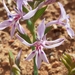 Lapeirousia tenuis - Photo (c) Brian du Preez, some rights reserved (CC BY-SA), uploaded by Brian du Preez