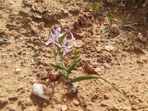 Lapeirousia tenuis
